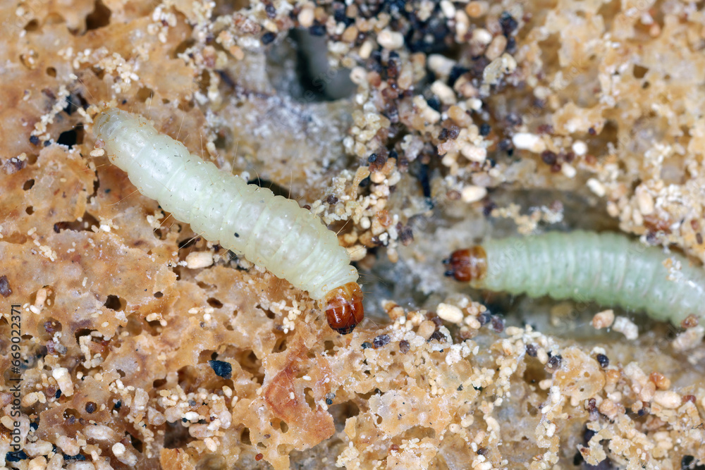 Caterpillars of Indian mealmoth or Indianmeal moth (latin name Plodia interpunctella) of Pyralidae family. Common pest of stored products, food products in homes. Caterpillars of Indian mealmoth or Indianmeal moth (latin name Plodia interpunctella) of Pyralidae family. Common pest of stored products, food products in homes.
