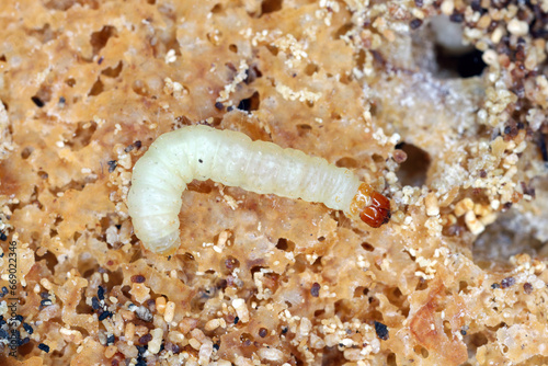 Caterpillar of Indian mealmoth or Indianmeal moth (latin name Plodia interpunctella) of Pyralidae family. Common pest of stored products, food products in homes. photo
