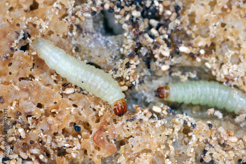 Caterpillars of Indian mealmoth or Indianmeal moth (latin name Plodia interpunctella) of Pyralidae family. Common pest of stored products, food products in homes. photo
