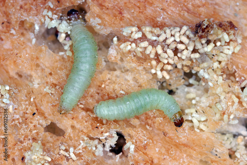 Caterpillars of Indian mealmoth or Indianmeal moth (latin name Plodia interpunctella) of Pyralidae family. Common pest of stored products, food products in homes. photo