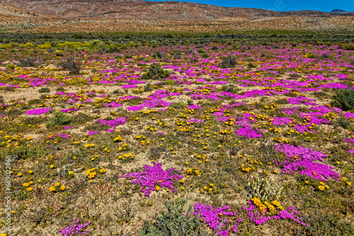 Landscape of purple and yellow flowers in the Little Karoo near the Langeberg mountains in the Western Cape, South Africa