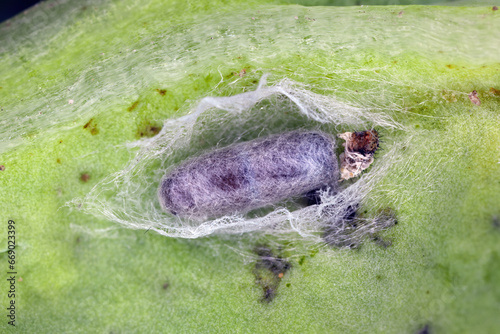 Parasitoid wasp cocoon on rapeseed leaf. Parasitoid killed the caterpillar of diamondback moth (Plutella xylostella). photo