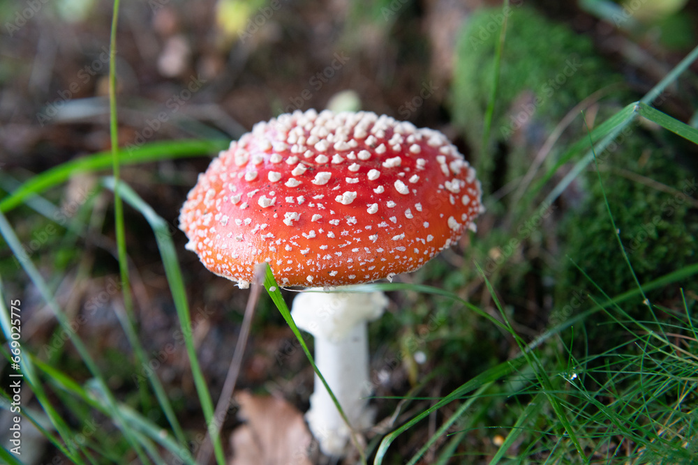 toxic and poisonous mud, the scientific name is amanita muscaria, it has many popular names including that of white snow, life-threatening, poison, toxic and poisonous mud, the scientific name is amanita muscaria, it has many popular names including that of white snow, life-threatening, poison,