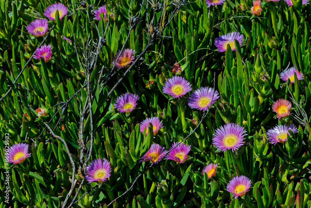 Spreading succulent ice plant with bright purple and yellow flowers in the Langkloof Valley in the Little Karoo, Western Cape, South Africa Spreading succulent ice plant with bright purple and yellow flowers in the Langkloof Valley in the Little Karoo, Western Cape, South Africa