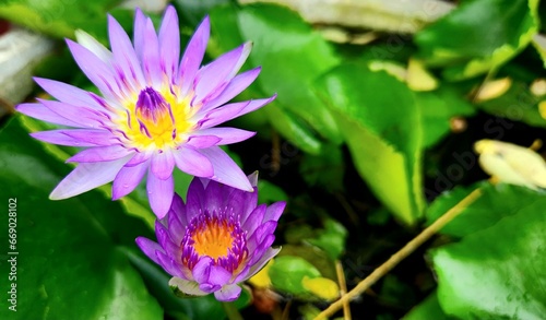 The purple lotus flower blooming in the pond is incredibly stunning and mesmerizing, creating a picturesque scene.