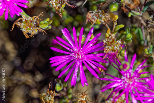 Purple flowers with white stamen on Ruschia ice plant that is endemic to the Little Karoo in the Western Cape  South Africa