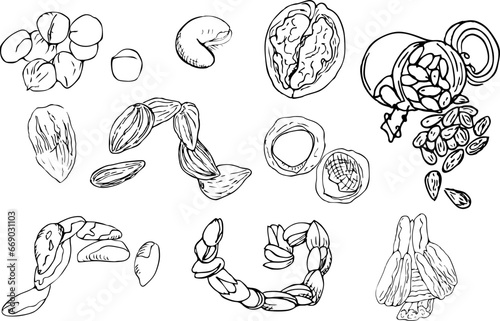hand drawn set of nuts cashews, pistachio, Brazil nuts, hazel, almonds 