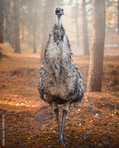 portrait of wild Emu ostrich in autumn forest background