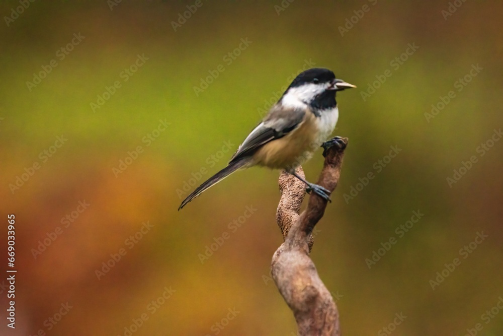 Black Capped Chickadee perched on a twig Black Capped Chickadee perched on a twig