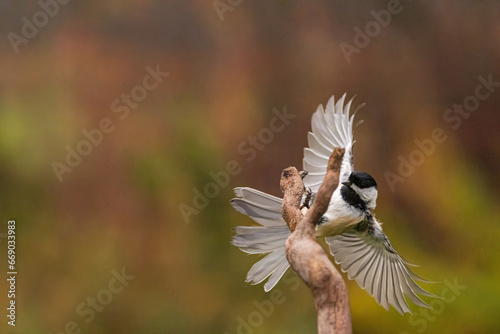 Black Capped Chickadee flying off a twig