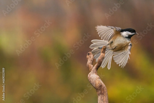 Black Capped Chickadee flying off a twig