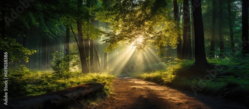 Forest with sunlight streaming