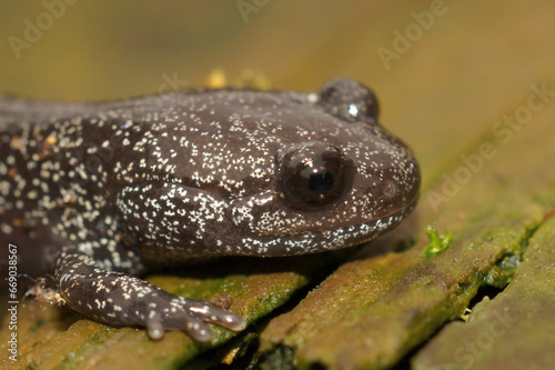 Closeup on a dark and rare Japanese Ishizuchi endemic streamside salamander , Hynobius hirosei on w