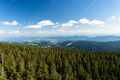 landscape with trees