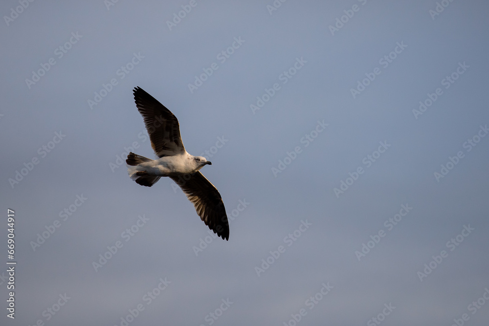 Young seagull flying at sunset over a blue sky Young seagull flying at sunset over a blue sky