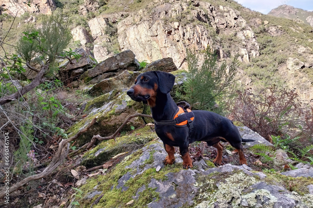 The Dachshund is a resistant, intelligent dog with a firm determination The Dachshund is a resistant, intelligent dog with a firm determination