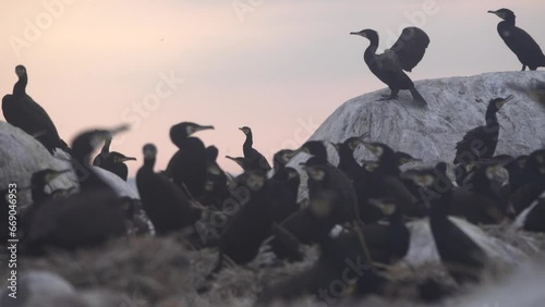 The life of colony of southern cormorant (Phalacrocorax carbo sinensis) in Baltic. First half of fledgling period, Chicks are covered with down in 7-10 days (as shown) photo