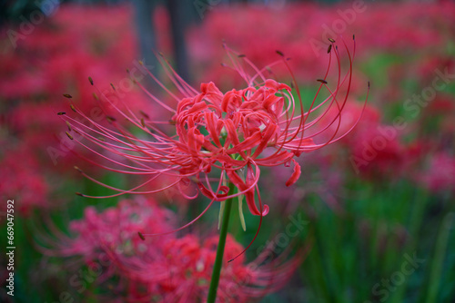 Red spider lilies in kinchakuda manjushage park photo