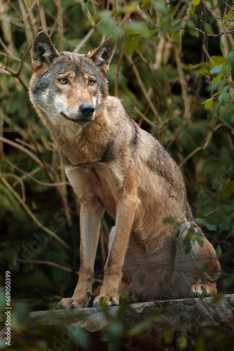 Portrait of Grey wolf in zoo