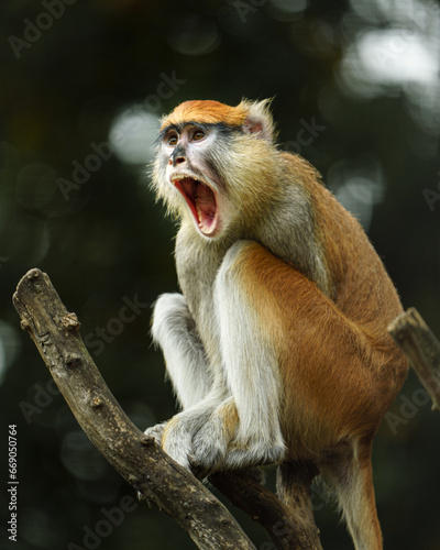 Portrait of Patas monkey in zoo