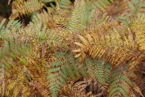 Adlerfarne, Pteridium aquilinum im Herbst