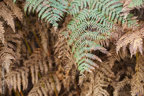 Adlerfarne, Pteridium aquilinum im Herbst