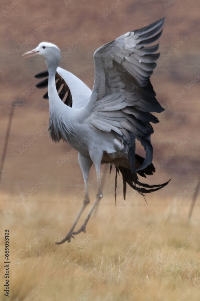 Obraz premium Dancing crane