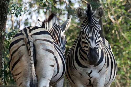 Zebra top and tail