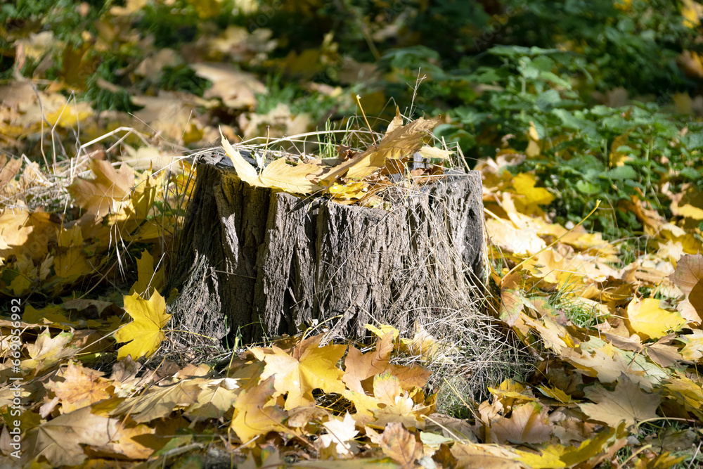 Yellow fallen leaves on a stump and on the grass. Forest on a sunny autumn day. Beautiful colors of autumn. Selective focus