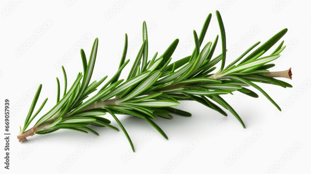 fresh rosemary isolated in on white