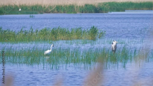 Two herons on a pond overgrown with reeds. Grey common heron (Ardea cinerea) resting, white heron (American egret (Egretta alba) fishing photo