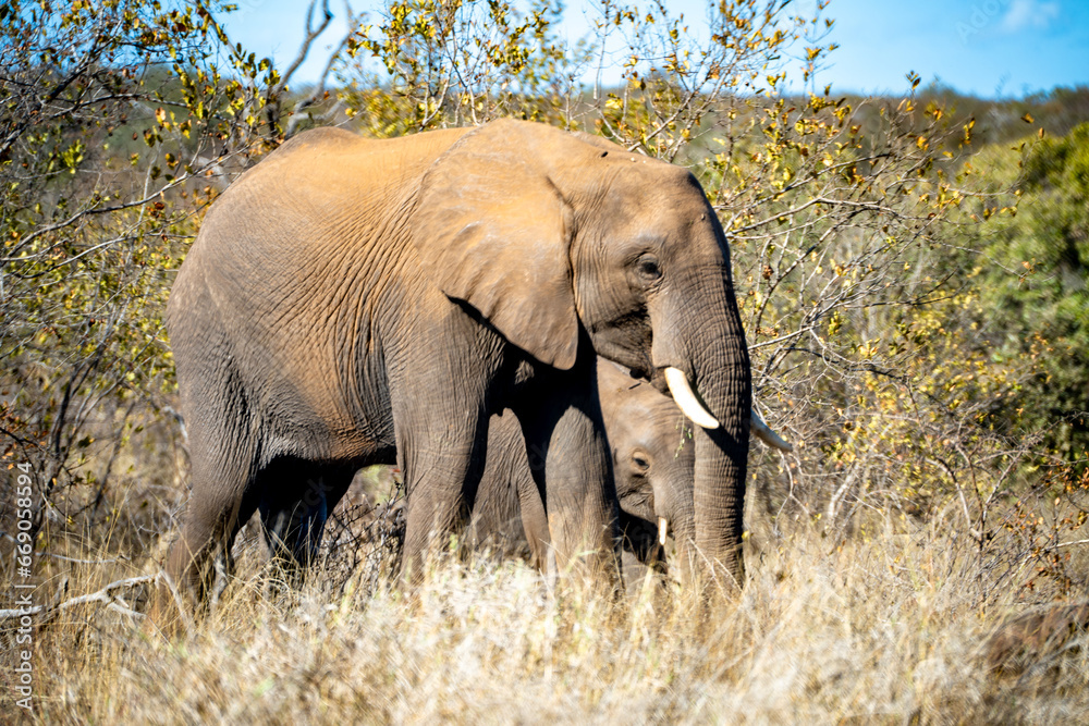 African elephant close ups in Kruger National Park, South Africa