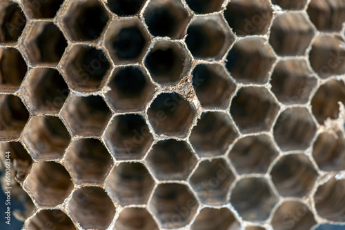 close up of honeycomb  nacka sweden sverige stockholm Mats