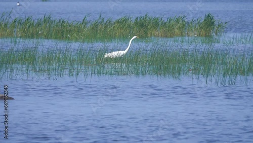 Appetitive behavior. Hunting behavior of American egret (Egretta alba) - sweeps in water, stretches neck strongly forward to move away from large body, sharp throw with harpoon bill, fish is captured photo