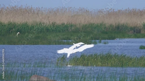 The conflict of two herons for the feeding territory photo