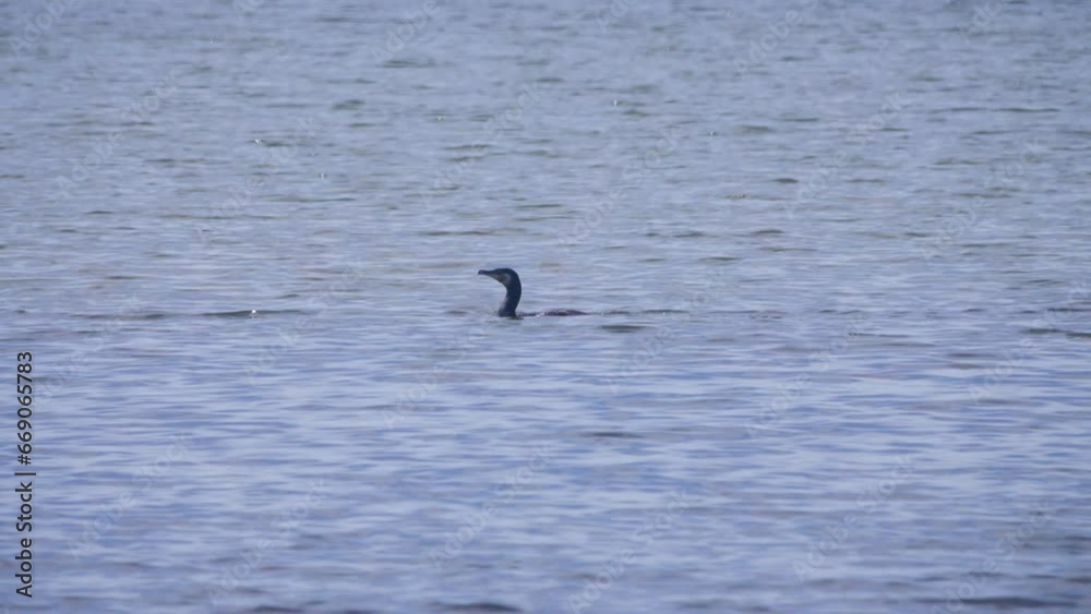 Great cormorant dives, catches fish in shallow water, sea fishing Great cormorant dives, catches fish in shallow water, sea fishing