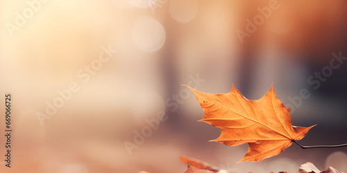 Autumn's Beauty Unveiled: Maple Leaves and Bokeh Magic