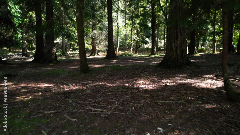 Inside Green Forest of Natural Park of Gerês