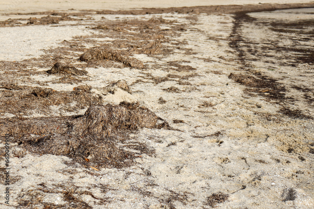 dry seaweed washed up on beach shore