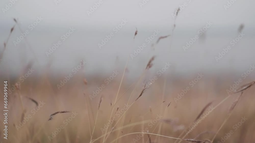Blooming soft grass flowers field is blowing in the wind in sunset Blooming soft grass flowers field is blowing in the wind in sunset