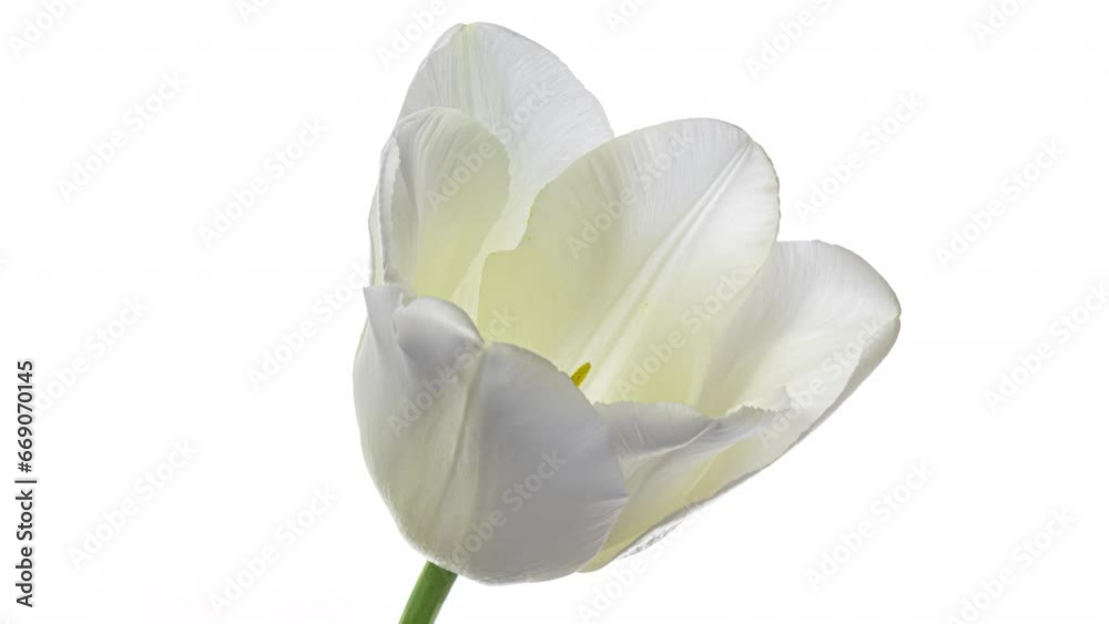 Beautiful white tulip flower on white background. Wedding, Valentines Day, Mothers Day concept. Holiday, love, birthday design Beautiful white tulip flower on white background. Wedding, Valentines Day, Mothers Day concept. Holiday, love, birthday design