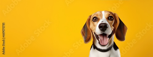 Photo portrait of a beagle on yellow background, used for advertisement