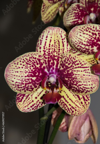 Flor de orquídea salvaje en fotografía macro
