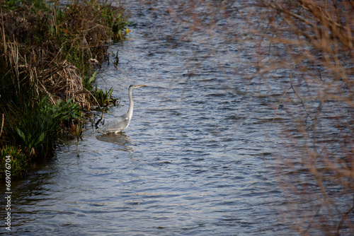 Beautiful gray heron looking for food in a river in the center of Madrid