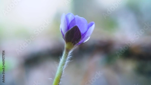 North Mayflower (Hepanca nobilis) with dark blue petals. First flowers during melting of snow are small in size (early spring phenotype), solitary and grow in closed places due to night cold. Macro photo