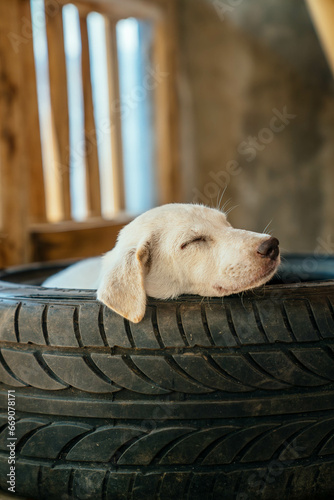 Sleeping Puppy in Tire