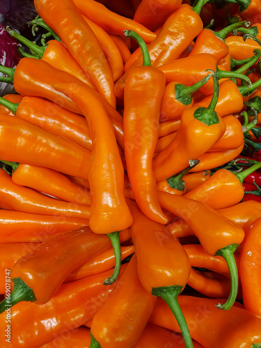 a large number of ripe orange Corno di Toro peppers