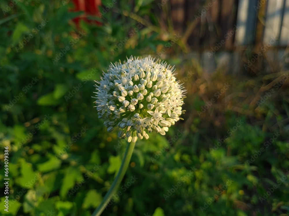 Nature’s Artistry: Blooming Onion in Full Bloom
Nature’s Artistry: Blooming Onion in Full Bloom