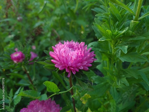 Colorful Symphony: Vibrant Aster Flowers in Full Bloom
