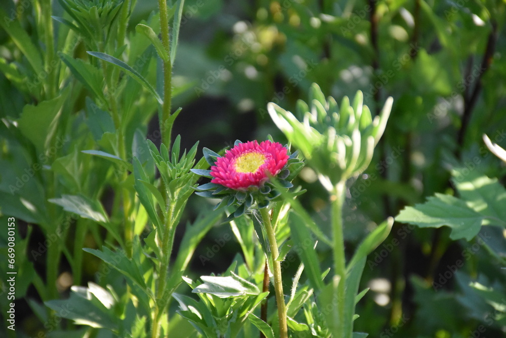 Colorful Symphony: Vibrant Aster Flowers in Full Bloom
Colorful Symphony: Vibrant Aster Flowers in Full Bloom